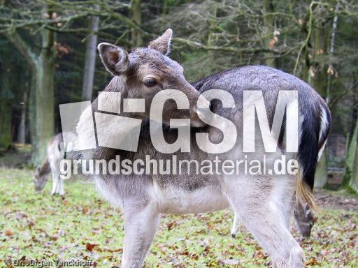 Hirsche (8 von 20).jpg